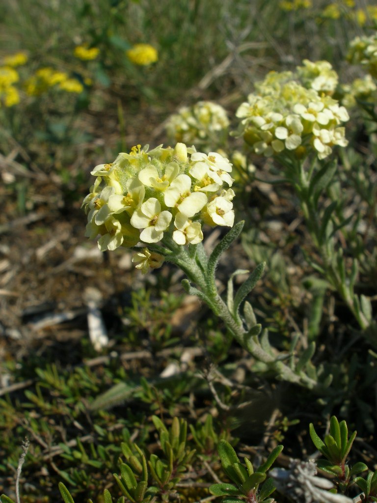 Изображение особи Alyssum lenense.