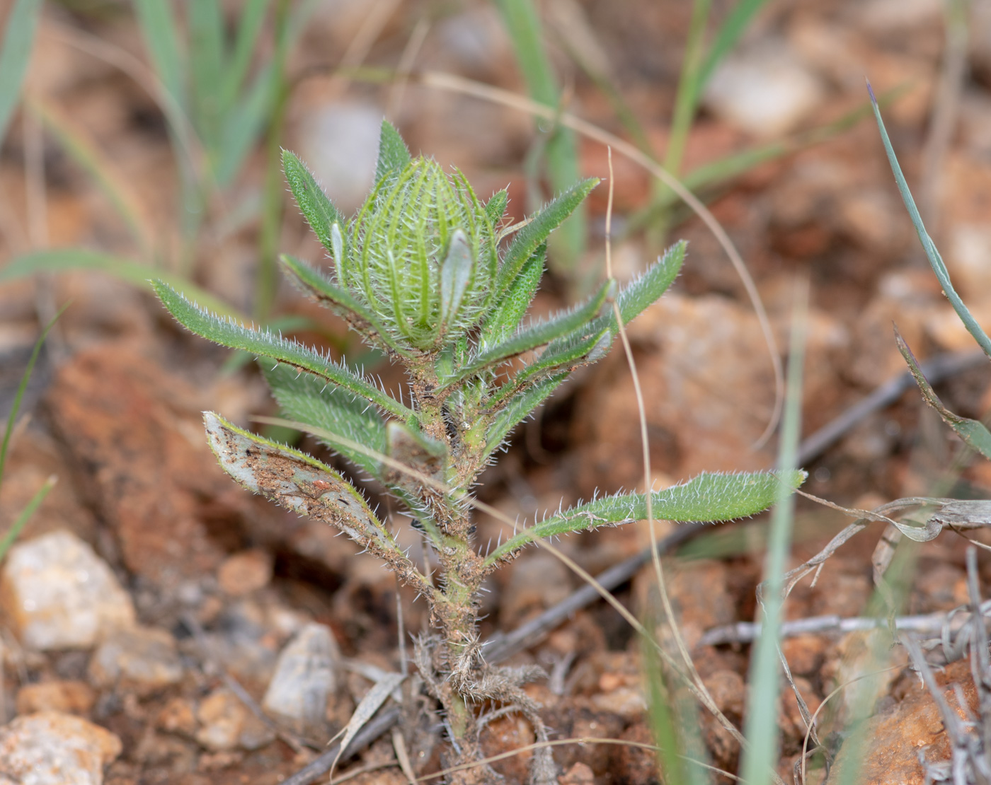 Изображение особи Hirpicium gazanioides.