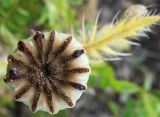 Papaver setiferum