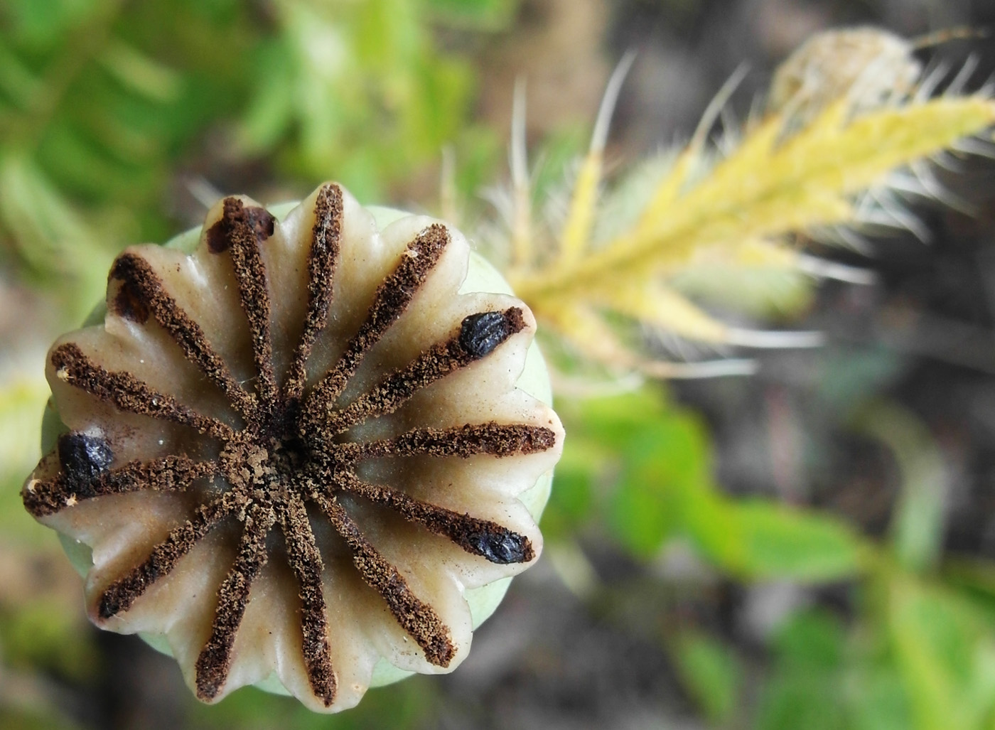 Изображение особи Papaver setiferum.