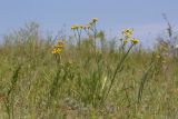 Filifolium sibiricum