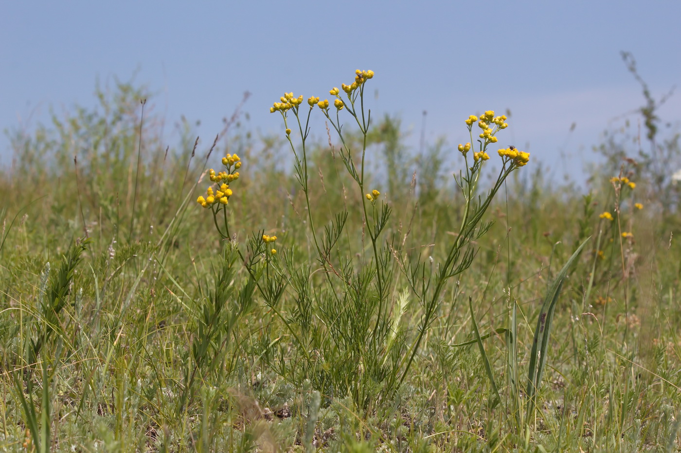 Image of Filifolium sibiricum specimen.