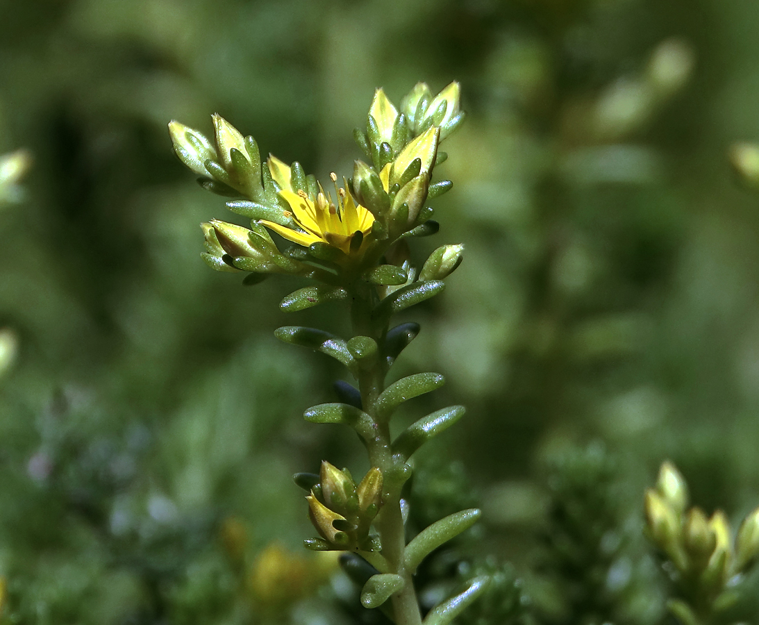 Image of Sedum sexangulare specimen.