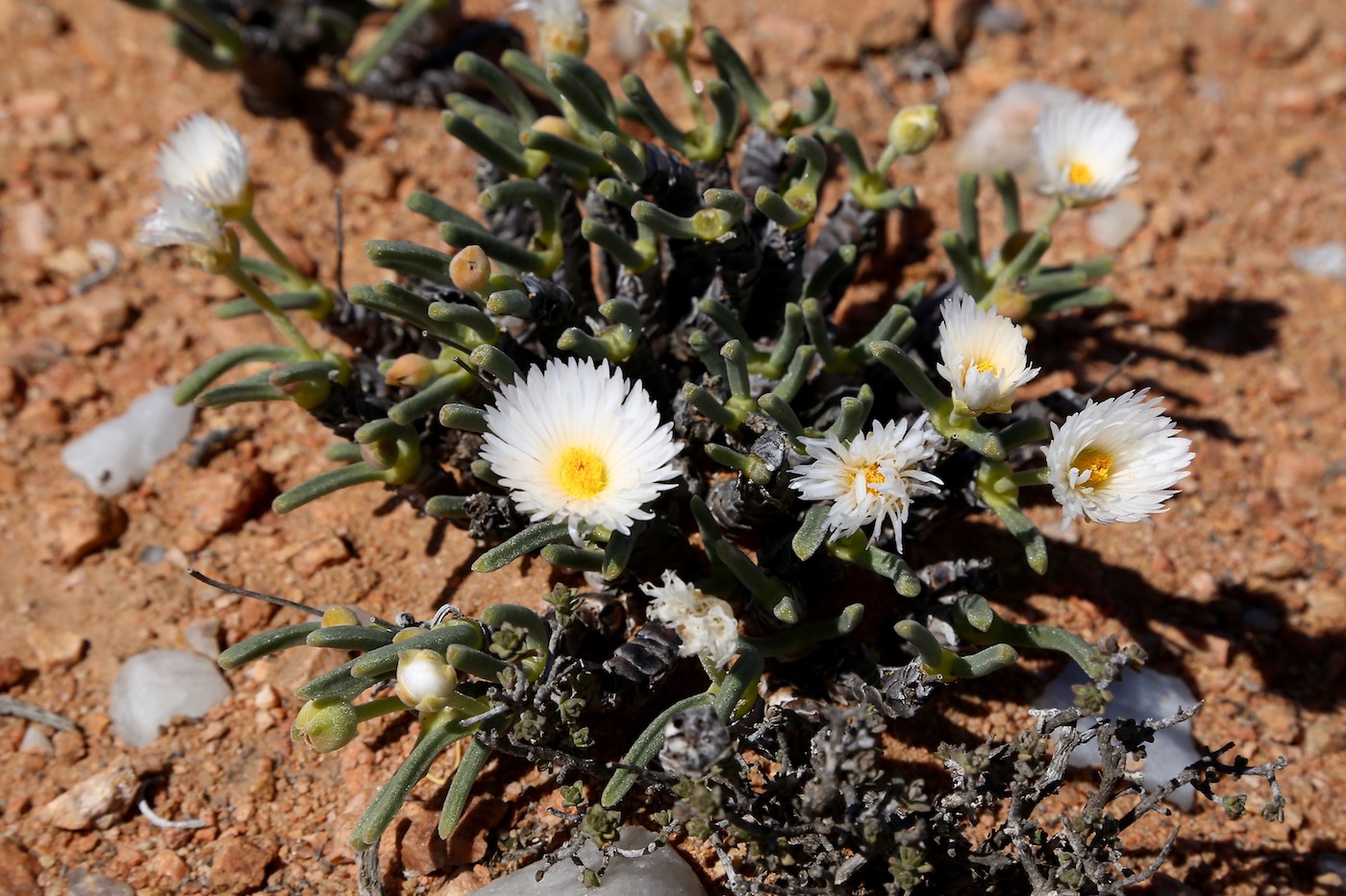 Image of Monilaria scutata specimen.