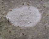 genus Lecanora