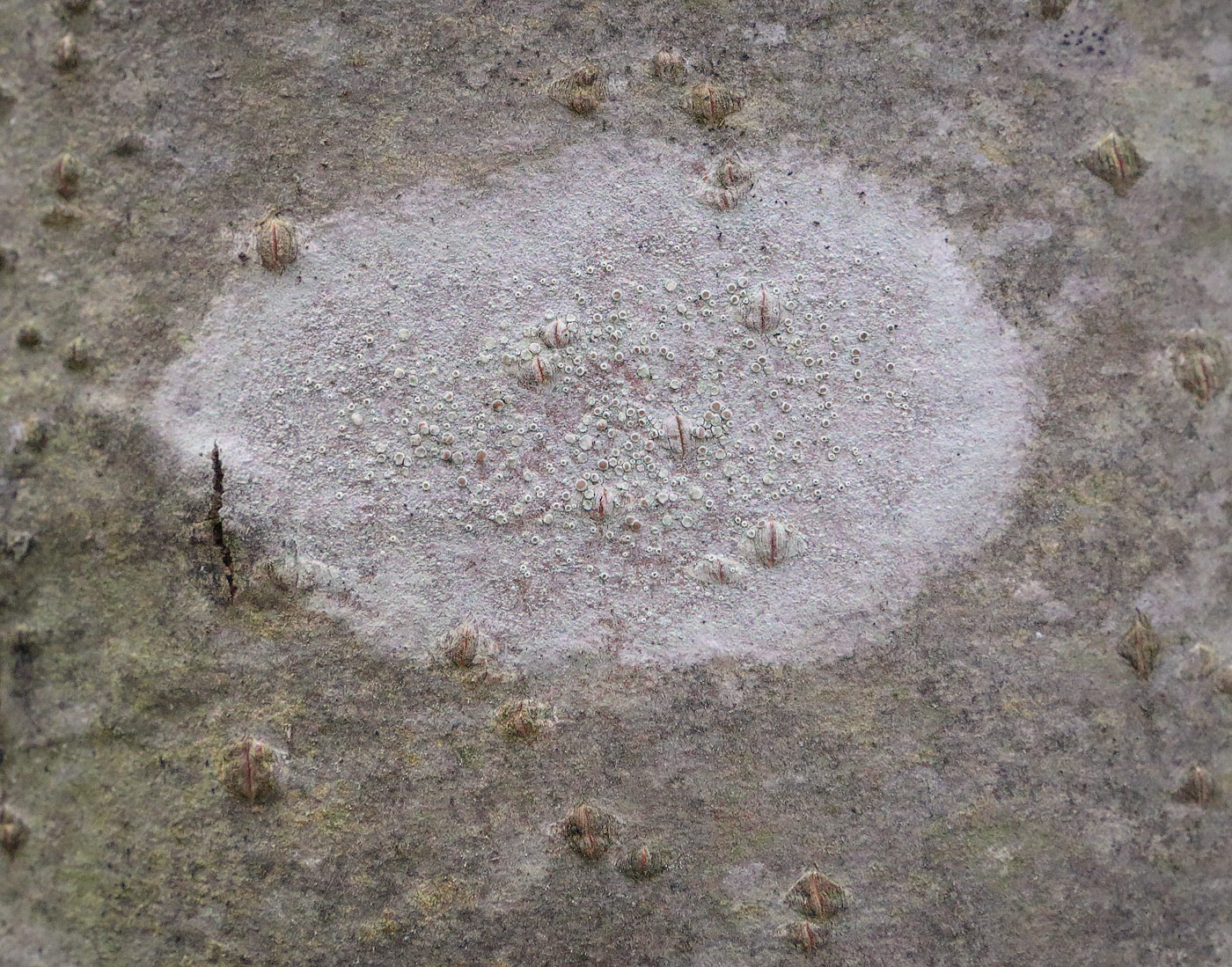 Image of genus Lecanora specimen.