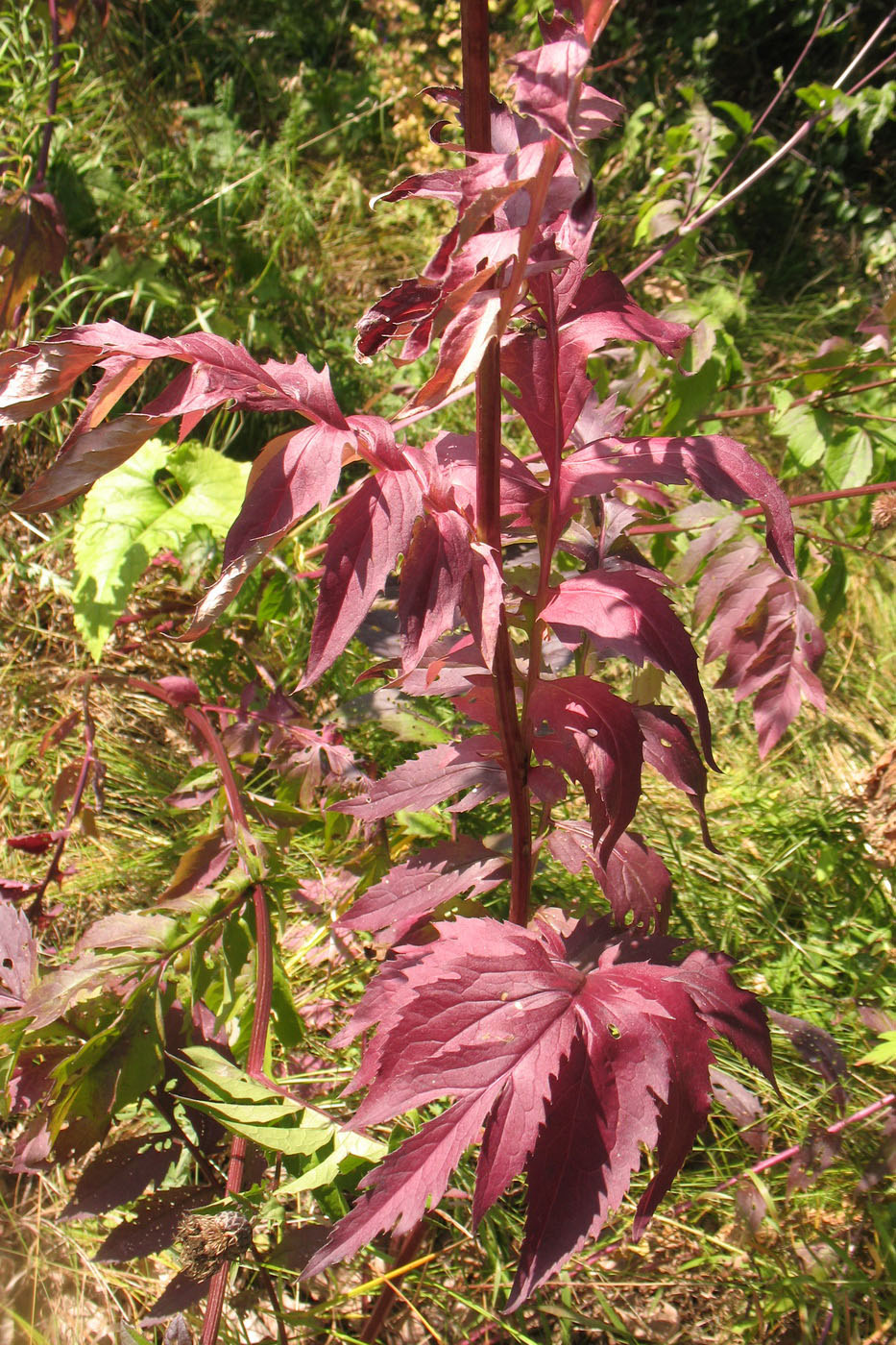 Image of Serratula coronata specimen.