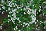 Malus prunifolia. Часть ветви с соцветиями. Московская обл., г. Железнодорожный, в культуре. 15.05.2020.