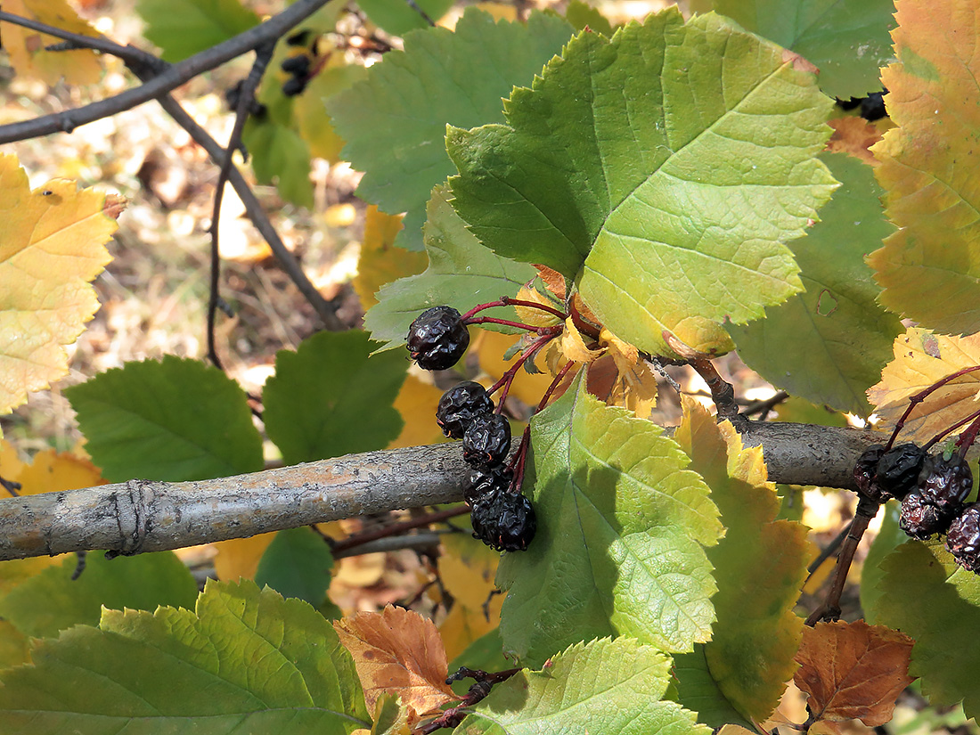 Изображение особи Crataegus chlorosarca.