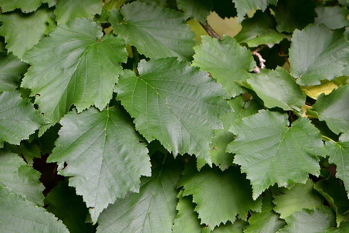 Изображение особи Corylus colurna.