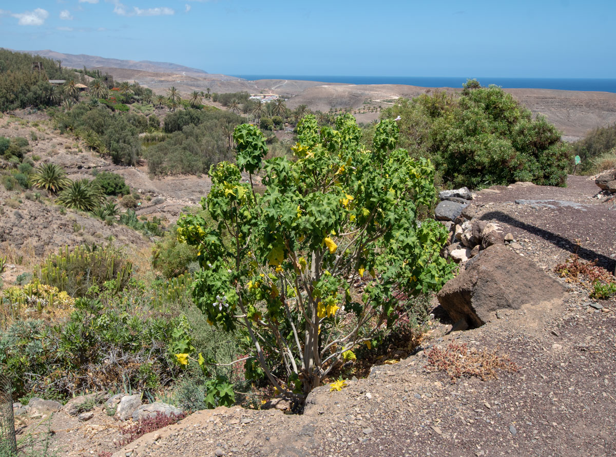 Image of Malva acerifolia specimen.