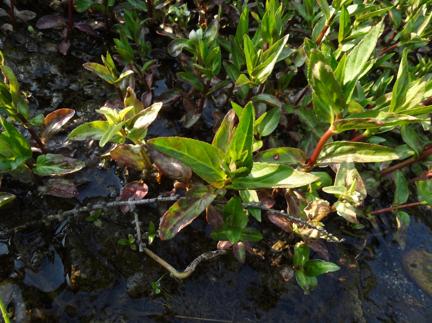 Image of Veronica anagallis-aquatica specimen.