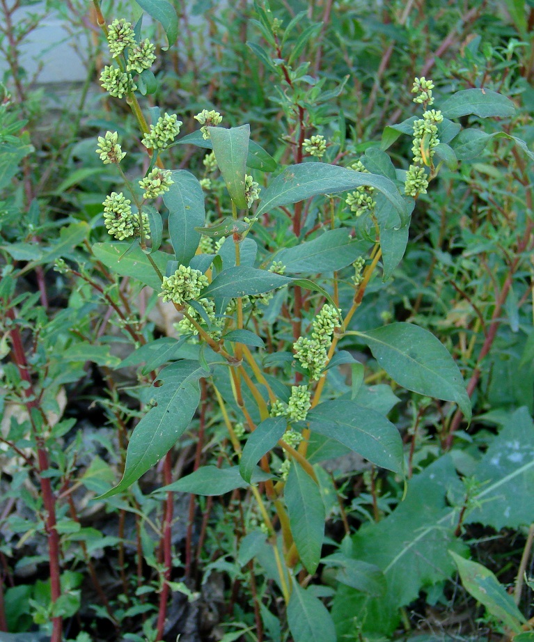 Изображение особи Persicaria lapathifolia.