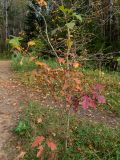 genus Crataegus. Молодое вегетирующее растение в осенней окраске. Московская обл., г. Дубна, лесопарк, окр. пика Тяпкина. 29.09.2020.