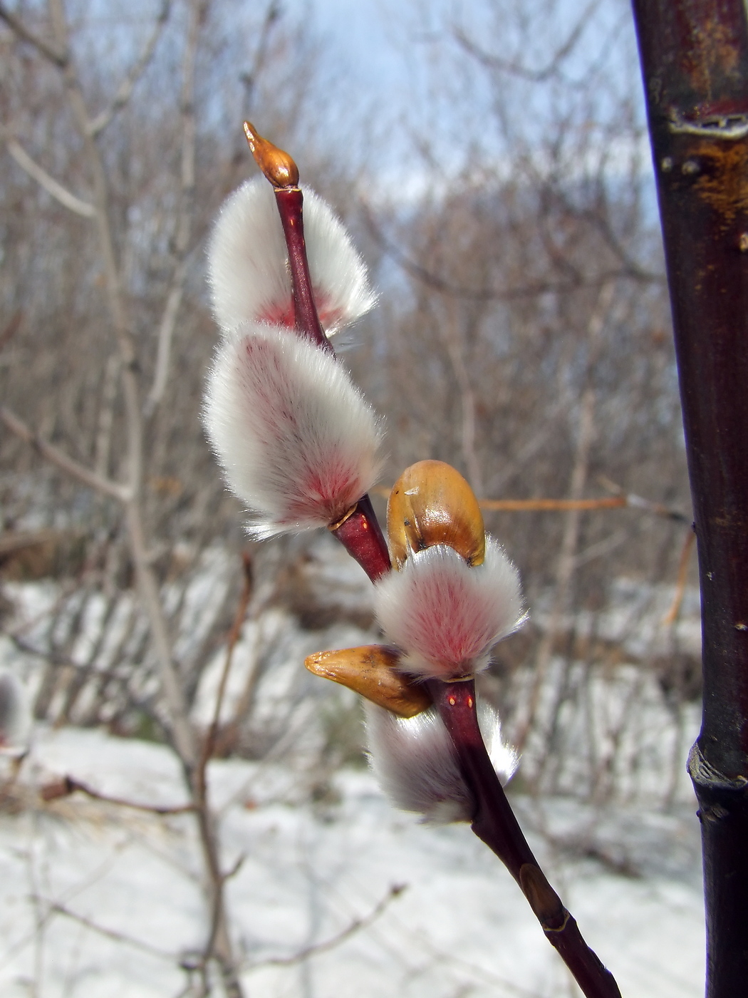 Image of Salix rorida specimen.