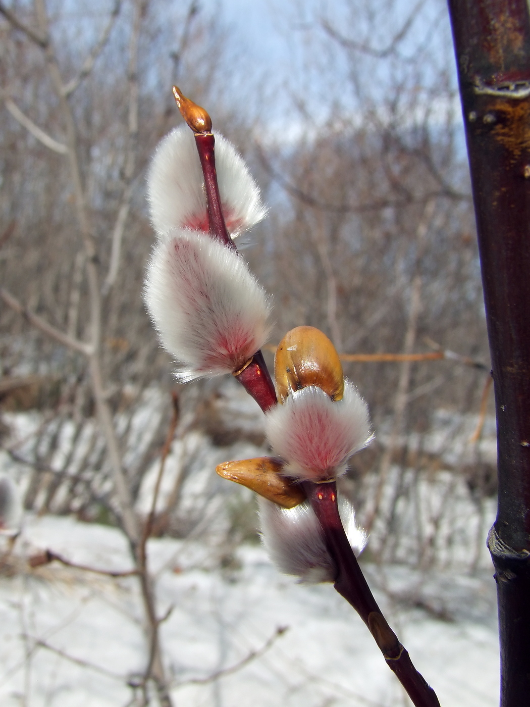 Изображение особи Salix rorida.