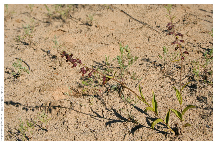 Image of Epipactis atrorubens specimen.