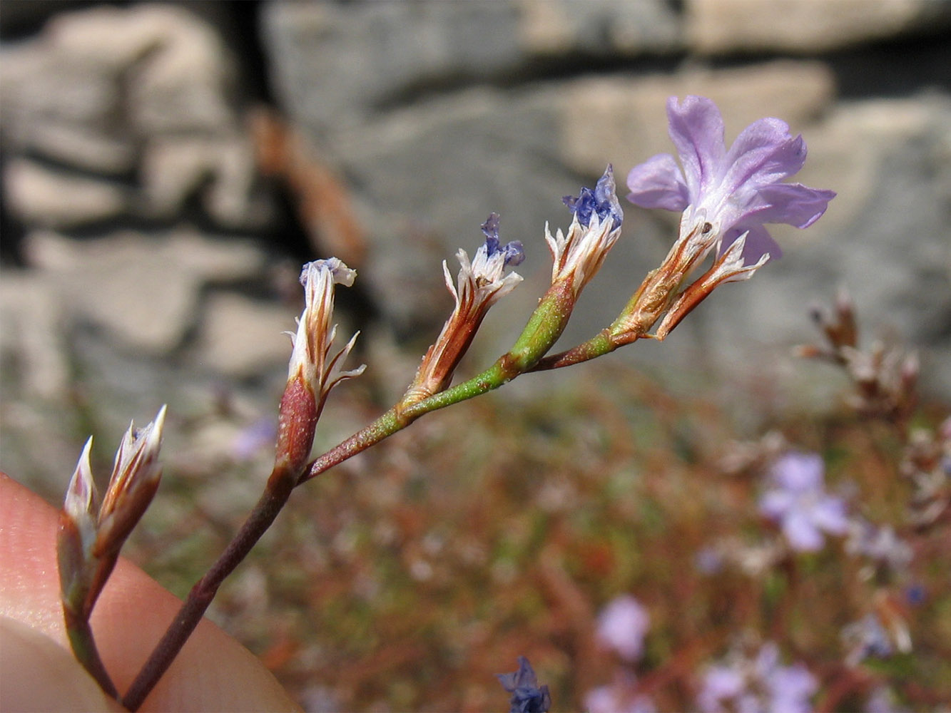 Изображение особи Limonium anfractum.