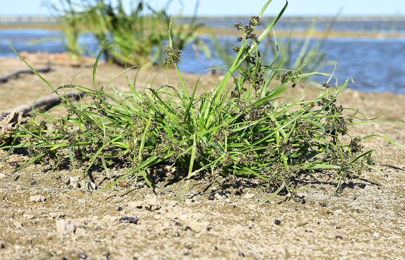 Изображение особи Cyperus fuscus.