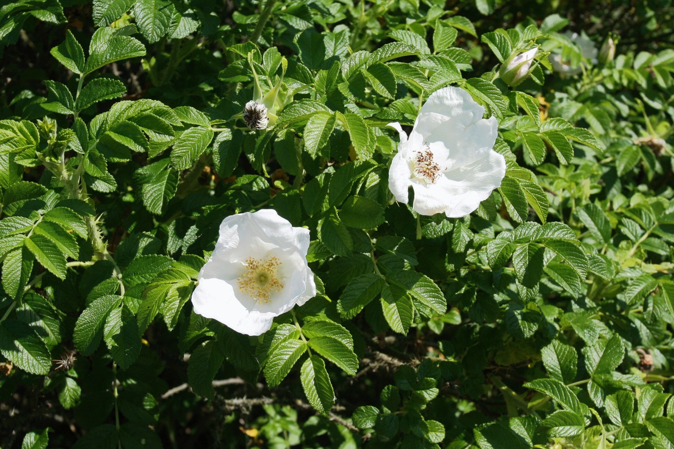 Image of Rosa rugosa specimen.