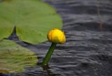 Nuphar lutea. Распускающийся цветок. Тверская обл., Кашинский гор. округ, долина р. Медведица, в воде. 11.07.2020.