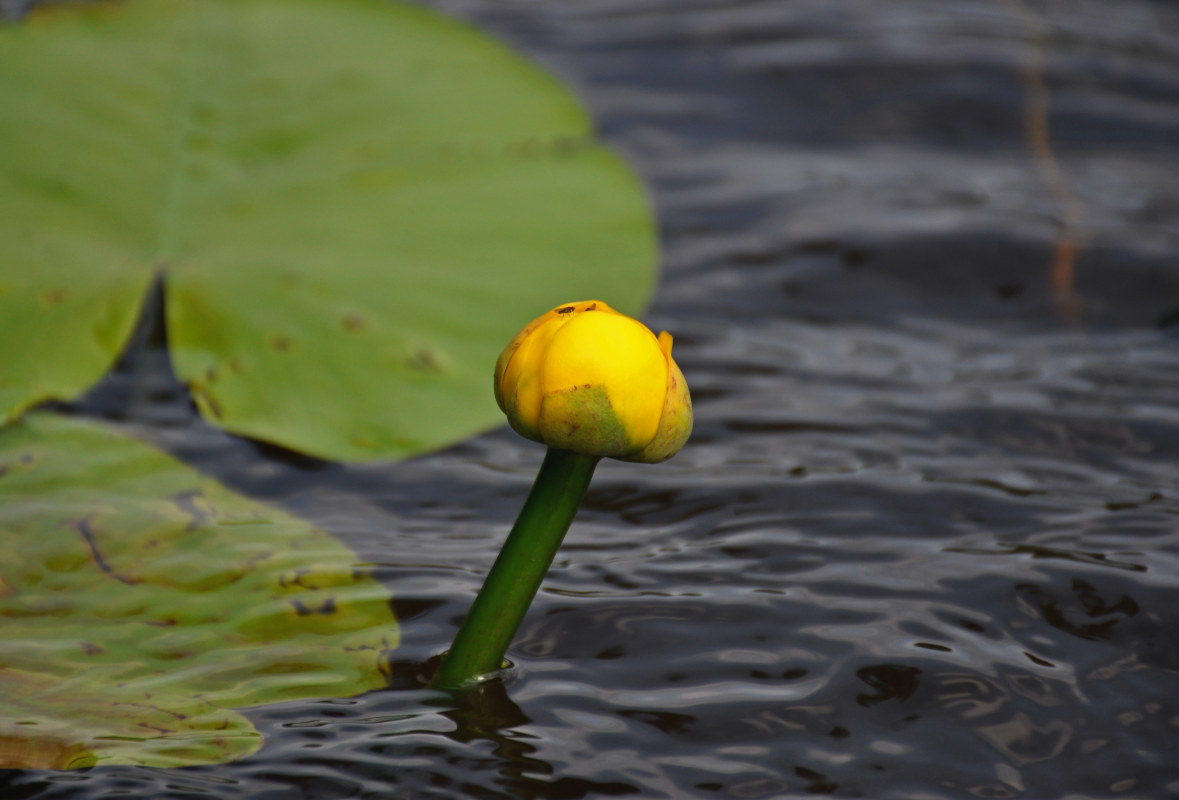 Image of Nuphar lutea specimen.