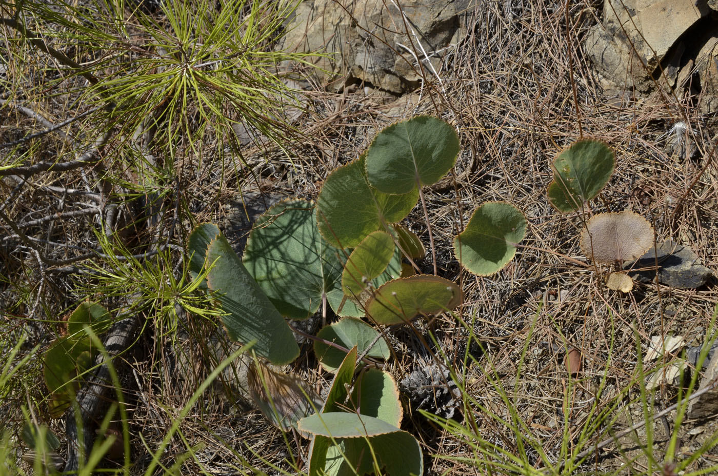 Image of Eryngium thorifolium specimen.