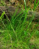 Carex disperma