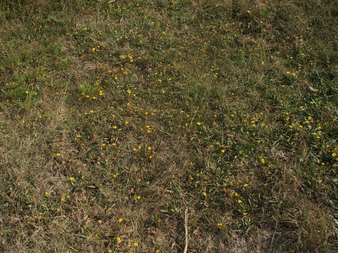 Image of Taraxacum bessarabicum specimen.