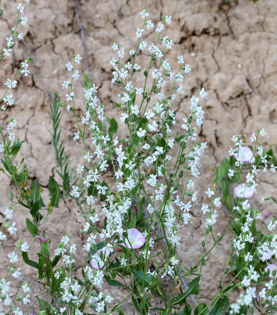 Изображение особи Silene dichotoma.