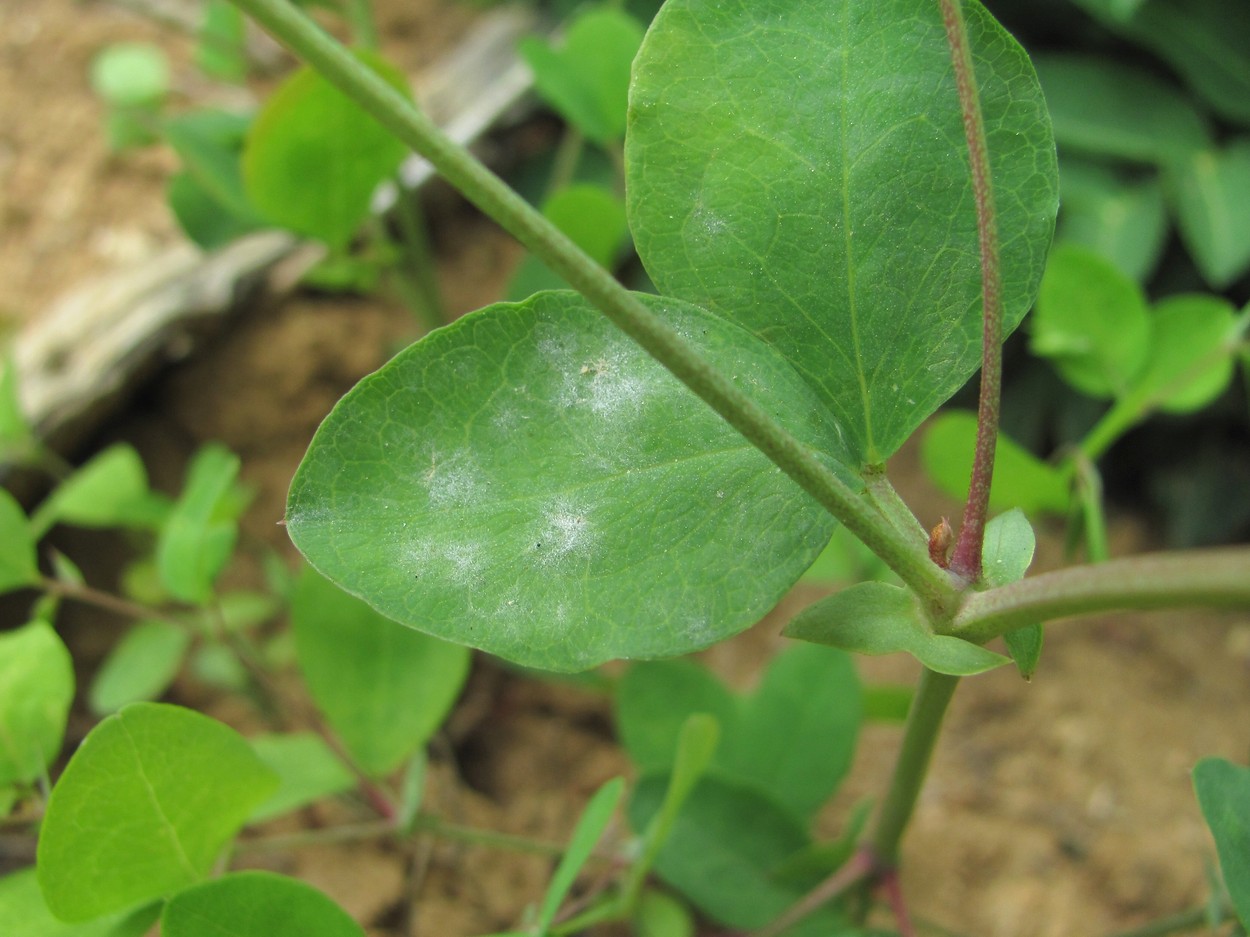 Image of Lathyrus roseus specimen.