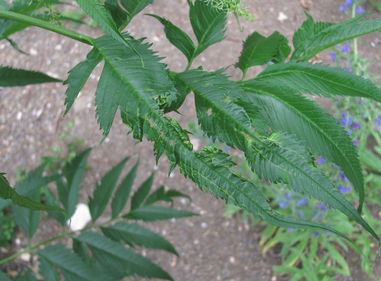 Image of Datisca cannabina specimen.