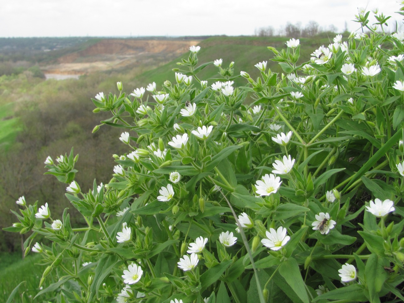 Image of Cerastium nemorale specimen.