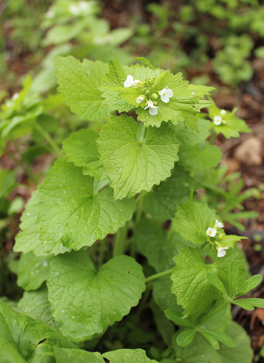 Image of Alliaria petiolata specimen.