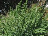 род Atriplex