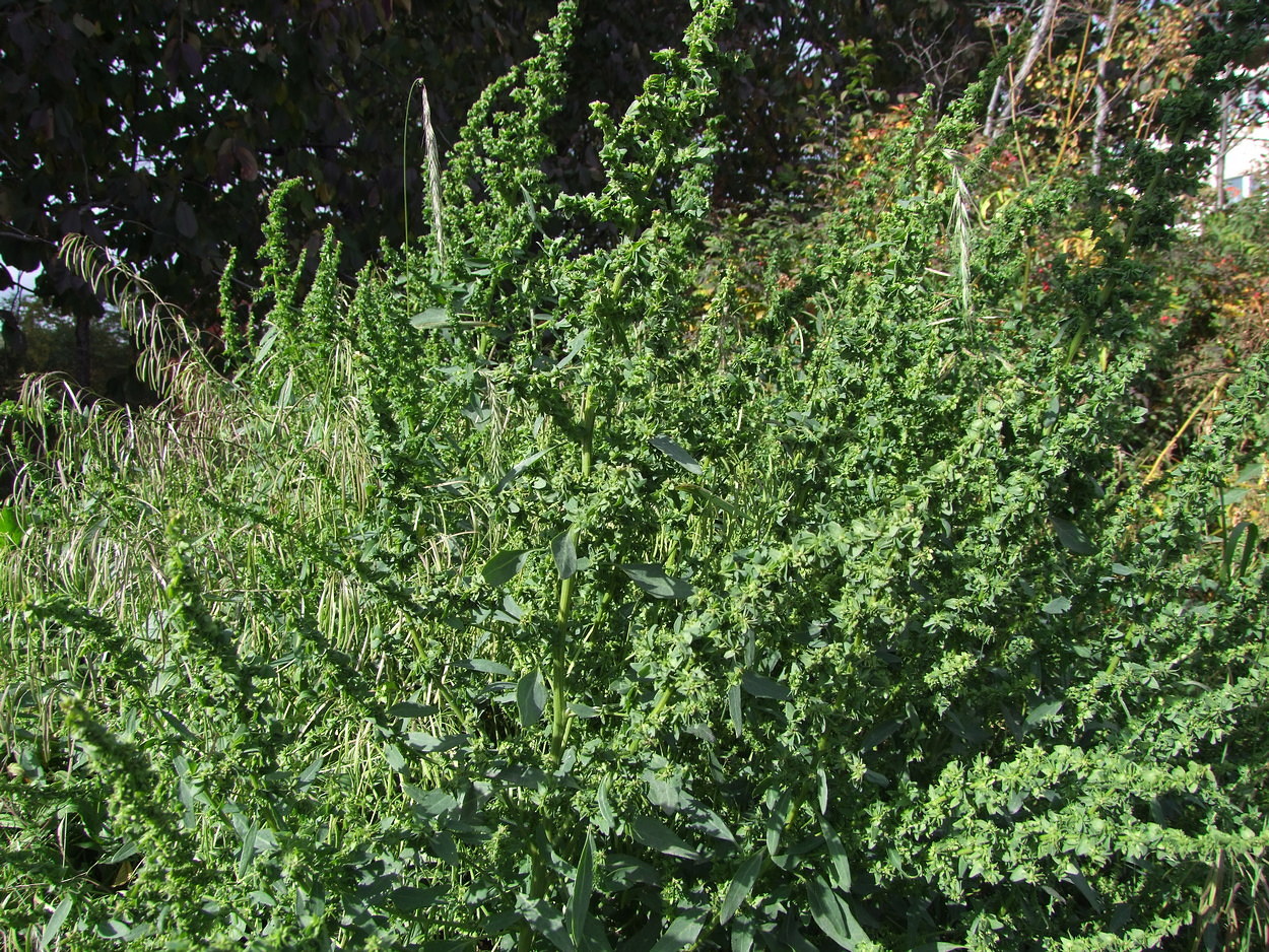 Image of genus Atriplex specimen.