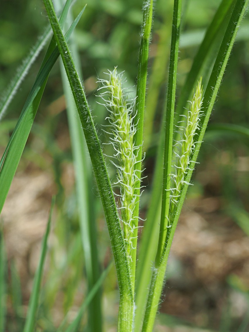 Image of Carex hirta specimen.