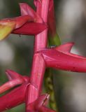 Tillandsia fendleri