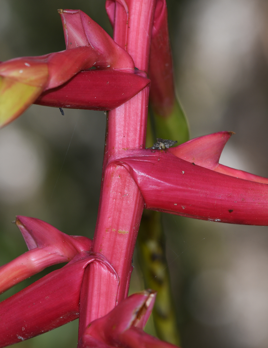 Image of Tillandsia fendleri specimen.