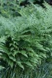 Pteridium pinetorum