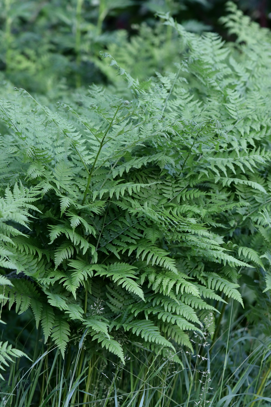 Изображение особи Pteridium pinetorum.