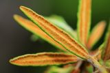 Ledum subulatum