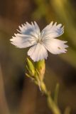 Dianthus pallens. Цветок. Крым, Керченский п-ов, Караларский природный парк, окр. бухты Коровья, в расщелине скалы. 03.07.2021.