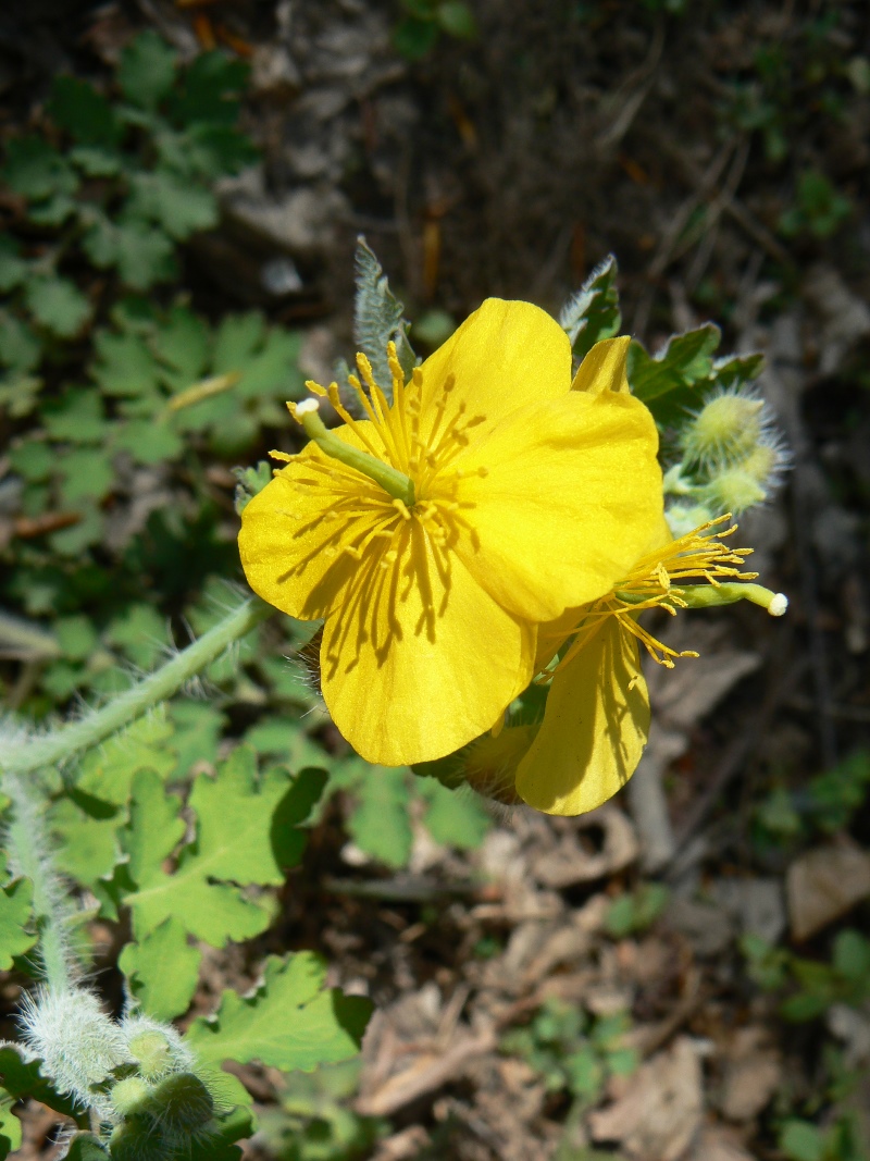 Image of Chelidonium asiaticum specimen.