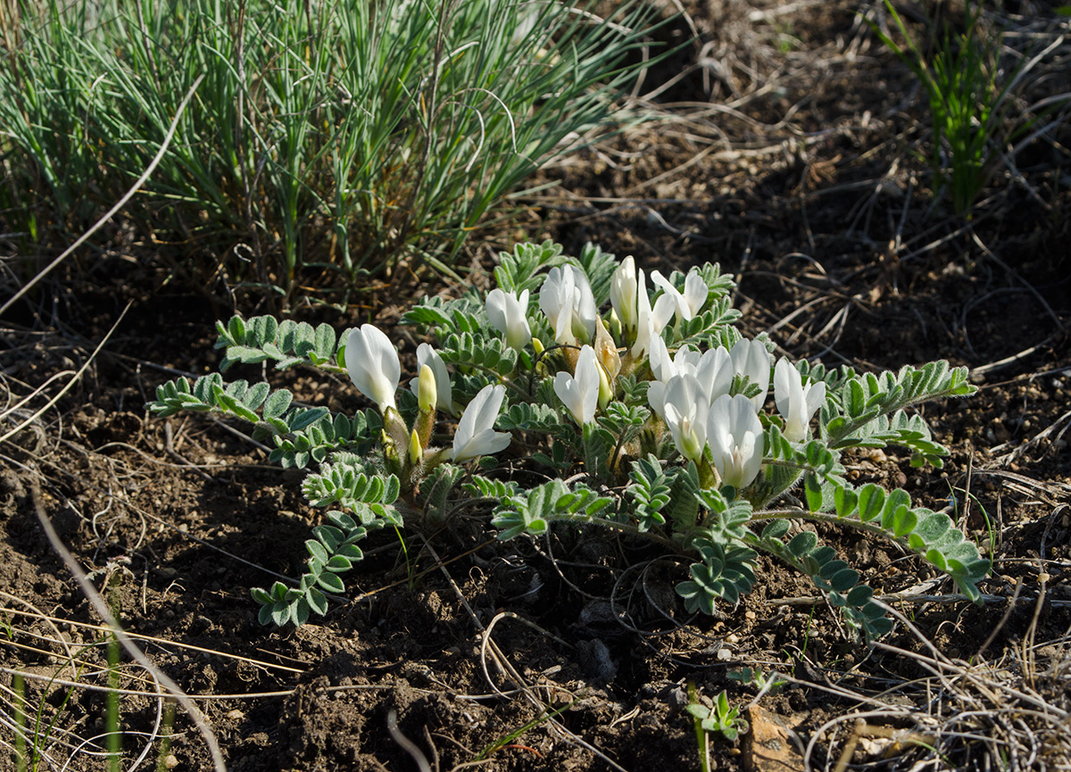 Изображение особи Astragalus testiculatus.