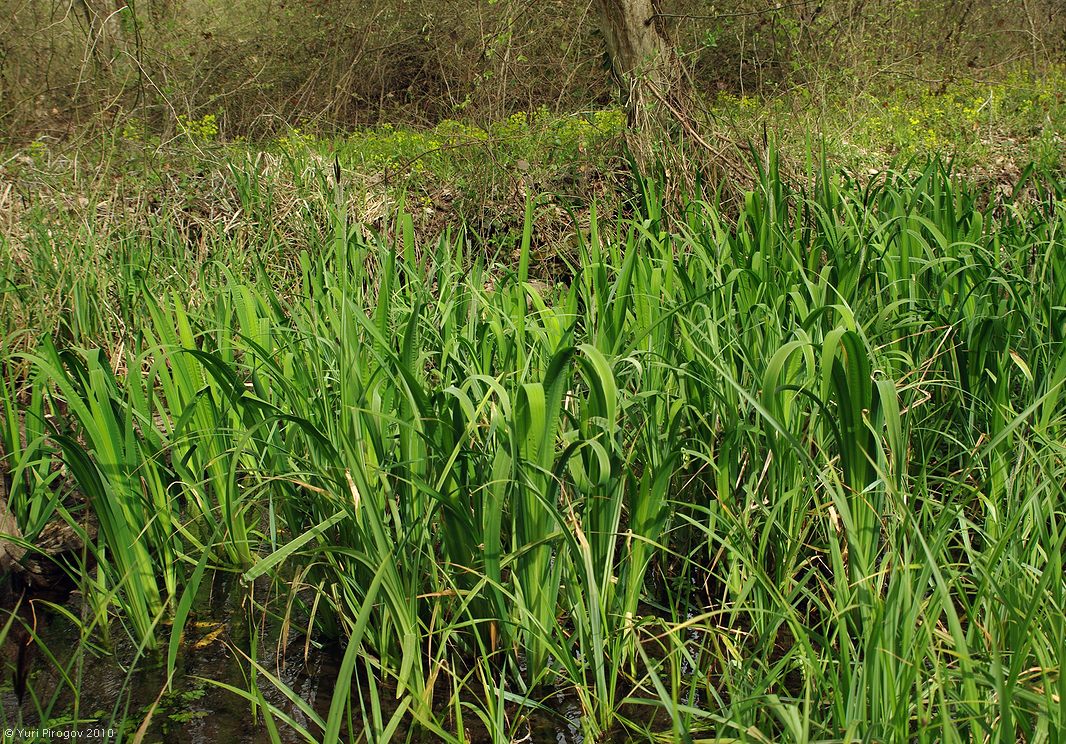 Изображение особи Iris pseudacorus.