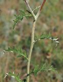 Echinops saksonovii