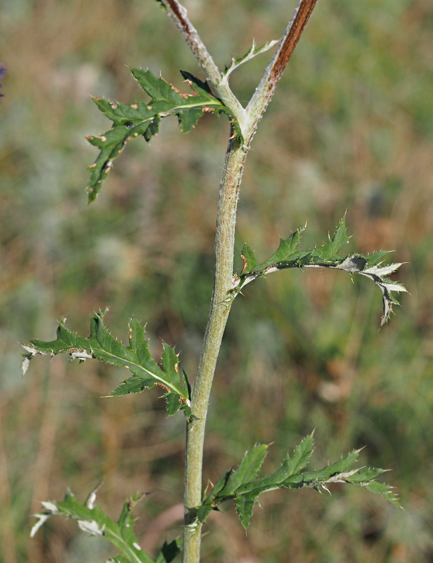 Изображение особи Echinops saksonovii.