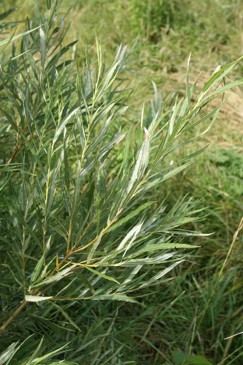 Image of Salix viminalis specimen.