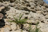 Plantago lanceolata